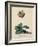 Botanical Print of Glory of Chilton-Johann Wilhelm Weinmann-Framed Giclee Print