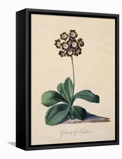 Botanical Print of Glory of Chilton-Johann Wilhelm Weinmann-Framed Premier Image Canvas