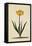 Botanical Print of Narcissus-Johann Wilhelm Weinmann-Framed Premier Image Canvas