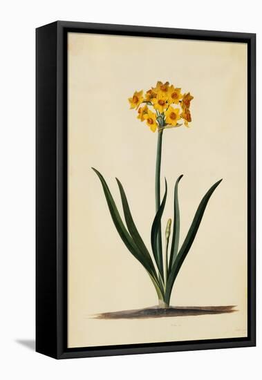 Botanical Print of Narcissus-Johann Wilhelm Weinmann-Framed Premier Image Canvas