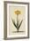 Botanical Print of Narcissus-Johann Wilhelm Weinmann-Framed Giclee Print