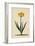 Botanical Print of Narcissus-Johann Wilhelm Weinmann-Framed Giclee Print