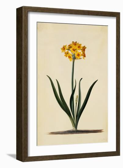 Botanical Print of Narcissus-Johann Wilhelm Weinmann-Framed Giclee Print