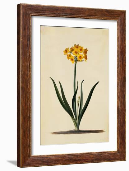 Botanical Print of Narcissus-Johann Wilhelm Weinmann-Framed Giclee Print