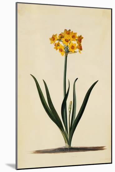 Botanical Print of Narcissus-Johann Wilhelm Weinmann-Mounted Giclee Print