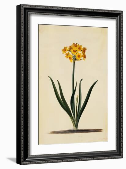 Botanical Print of Narcissus-Johann Wilhelm Weinmann-Framed Giclee Print