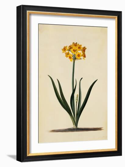 Botanical Print of Narcissus-Johann Wilhelm Weinmann-Framed Giclee Print