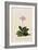 Botanical Print of Shooting Star-Johann Wilhelm Weinmann-Framed Giclee Print