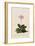 Botanical Print of Shooting Star-Johann Wilhelm Weinmann-Framed Giclee Print