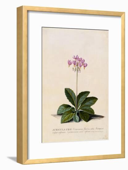 Botanical Print of Shooting Star-Johann Wilhelm Weinmann-Framed Giclee Print