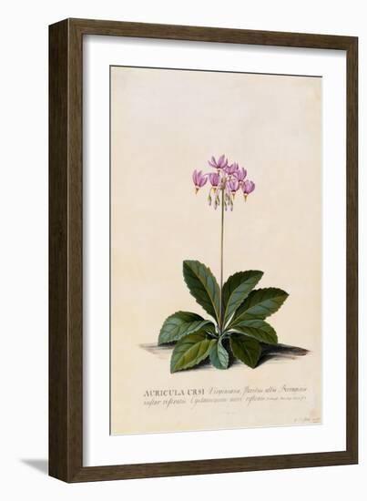 Botanical Print of Shooting Star-Johann Wilhelm Weinmann-Framed Giclee Print