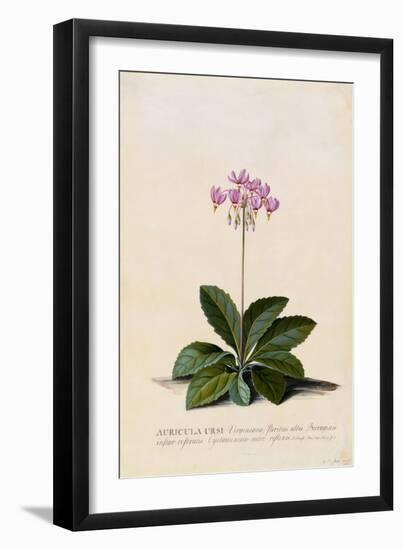 Botanical Print of Shooting Star-Johann Wilhelm Weinmann-Framed Giclee Print