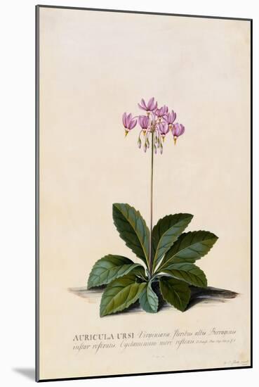 Botanical Print of Shooting Star-Johann Wilhelm Weinmann-Mounted Giclee Print