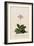 Botanical Print of Shooting Star-Johann Wilhelm Weinmann-Framed Giclee Print