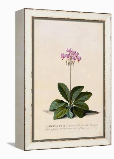 Botanical Print of Shooting Star-Johann Wilhelm Weinmann-Framed Premier Image Canvas