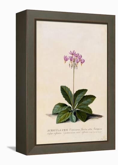 Botanical Print of Shooting Star-Johann Wilhelm Weinmann-Framed Premier Image Canvas