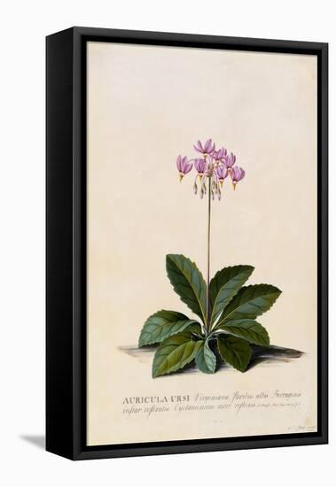 Botanical Print of Shooting Star-Johann Wilhelm Weinmann-Framed Premier Image Canvas