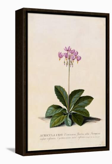 Botanical Print of Shooting Star-Johann Wilhelm Weinmann-Framed Premier Image Canvas