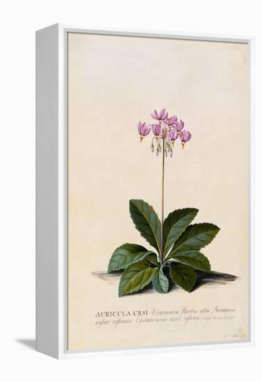 Botanical Print of Shooting Star-Johann Wilhelm Weinmann-Framed Premier Image Canvas