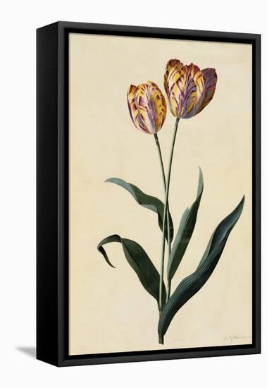 Botanical Print of Tulip-Johann Wilhelm Weinmann-Framed Premier Image Canvas