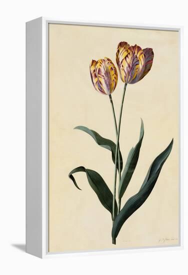 Botanical Print of Tulip-Johann Wilhelm Weinmann-Framed Premier Image Canvas