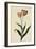 Botanical Print of Tulip-Johann Wilhelm Weinmann-Framed Giclee Print