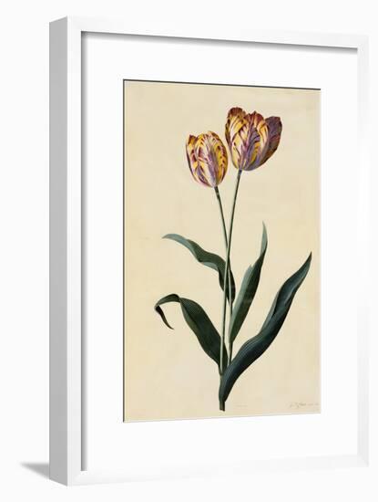 Botanical Print of Tulip-Johann Wilhelm Weinmann-Framed Giclee Print