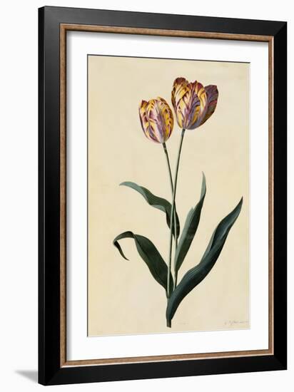 Botanical Print of Tulip-Johann Wilhelm Weinmann-Framed Giclee Print