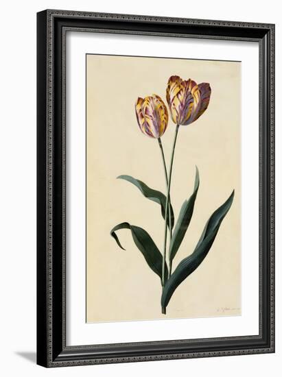 Botanical Print of Tulip-Johann Wilhelm Weinmann-Framed Giclee Print