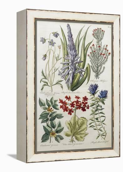Botanical Print of Various Flowers-J. Hill-Framed Premier Image Canvas