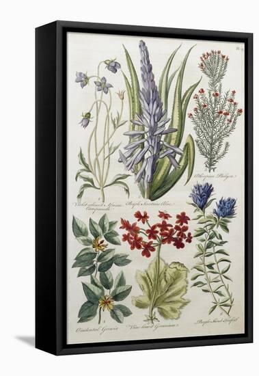 Botanical Print of Various Flowers-J. Hill-Framed Premier Image Canvas