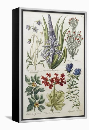 Botanical Print of Various Flowers-J. Hill-Framed Premier Image Canvas