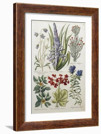 Botanical Print of Various Flowers-J. Hill-Framed Giclee Print