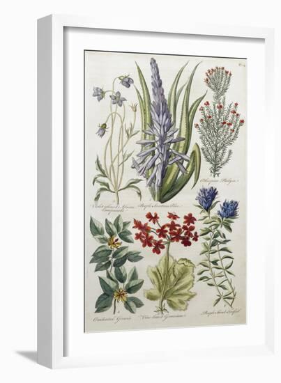 Botanical Print of Various Flowers-J. Hill-Framed Giclee Print