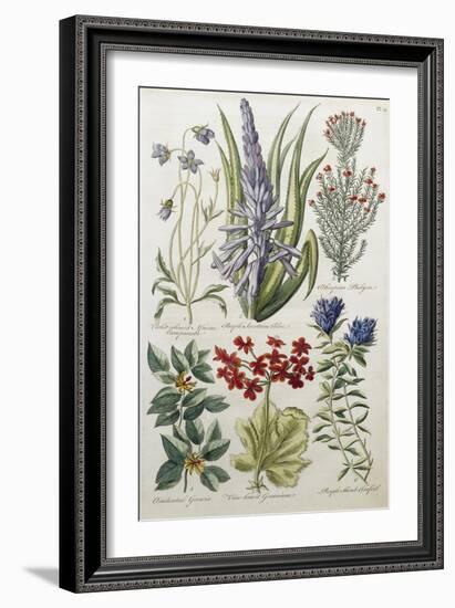 Botanical Print of Various Flowers-J. Hill-Framed Giclee Print