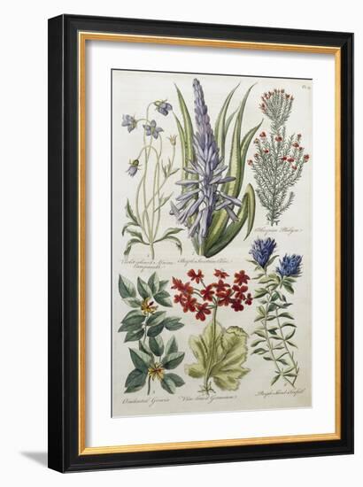 Botanical Print of Various Flowers-J. Hill-Framed Giclee Print