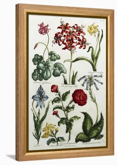 Botanical Print-J. Hill-Framed Premier Image Canvas