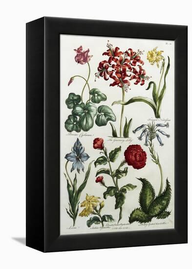 Botanical Print-J. Hill-Framed Premier Image Canvas