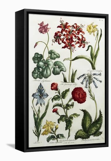 Botanical Print-J. Hill-Framed Premier Image Canvas