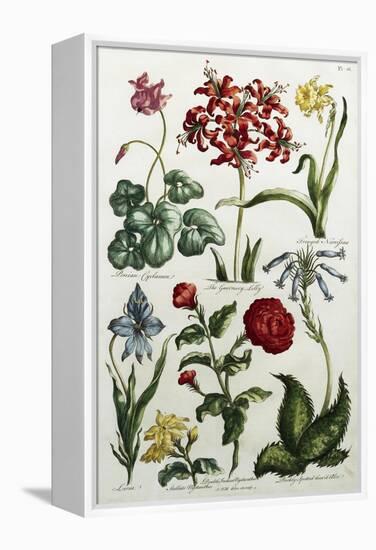 Botanical Print-J. Hill-Framed Premier Image Canvas