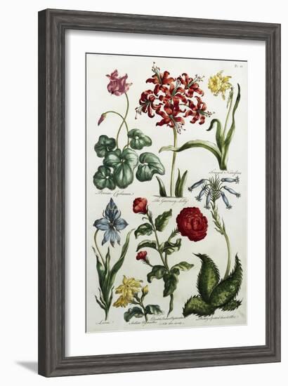 Botanical Print-J. Hill-Framed Giclee Print