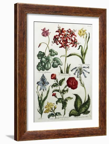 Botanical Print-J. Hill-Framed Giclee Print