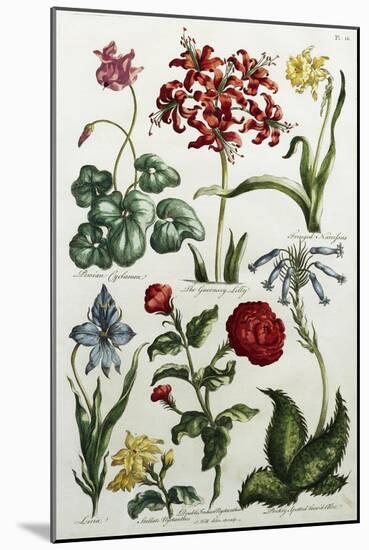 Botanical Print-J. Hill-Mounted Giclee Print