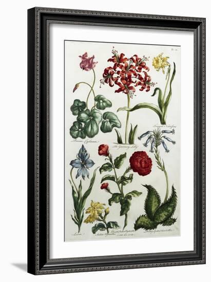 Botanical Print-J. Hill-Framed Giclee Print