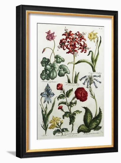 Botanical Print-J. Hill-Framed Giclee Print