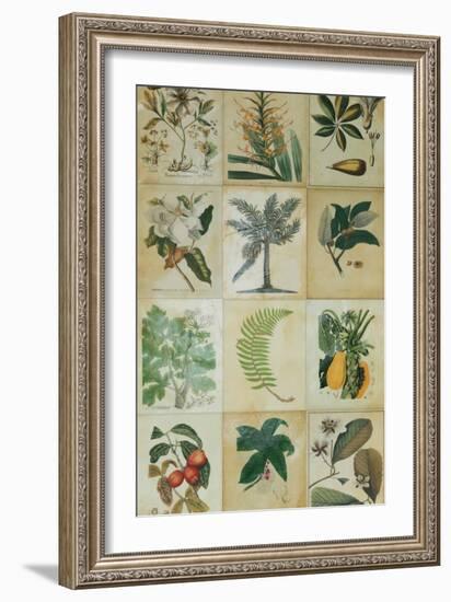 Botanical Sampler I-Vision Studio-Framed Art Print