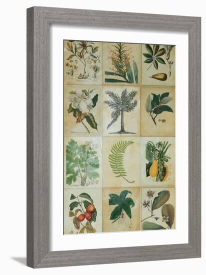 Botanical Sampler I-Vision Studio-Framed Art Print