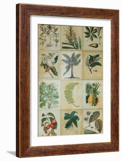 Botanical Sampler I-Vision Studio-Framed Art Print