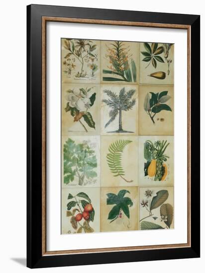 Botanical Sampler I-Vision Studio-Framed Art Print