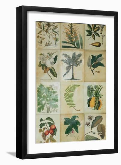 Botanical Sampler I-Vision Studio-Framed Art Print